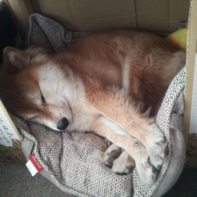 开云中国大陆-“德国足球火药味十足，争冠局势日益激烈”，德国足球强大