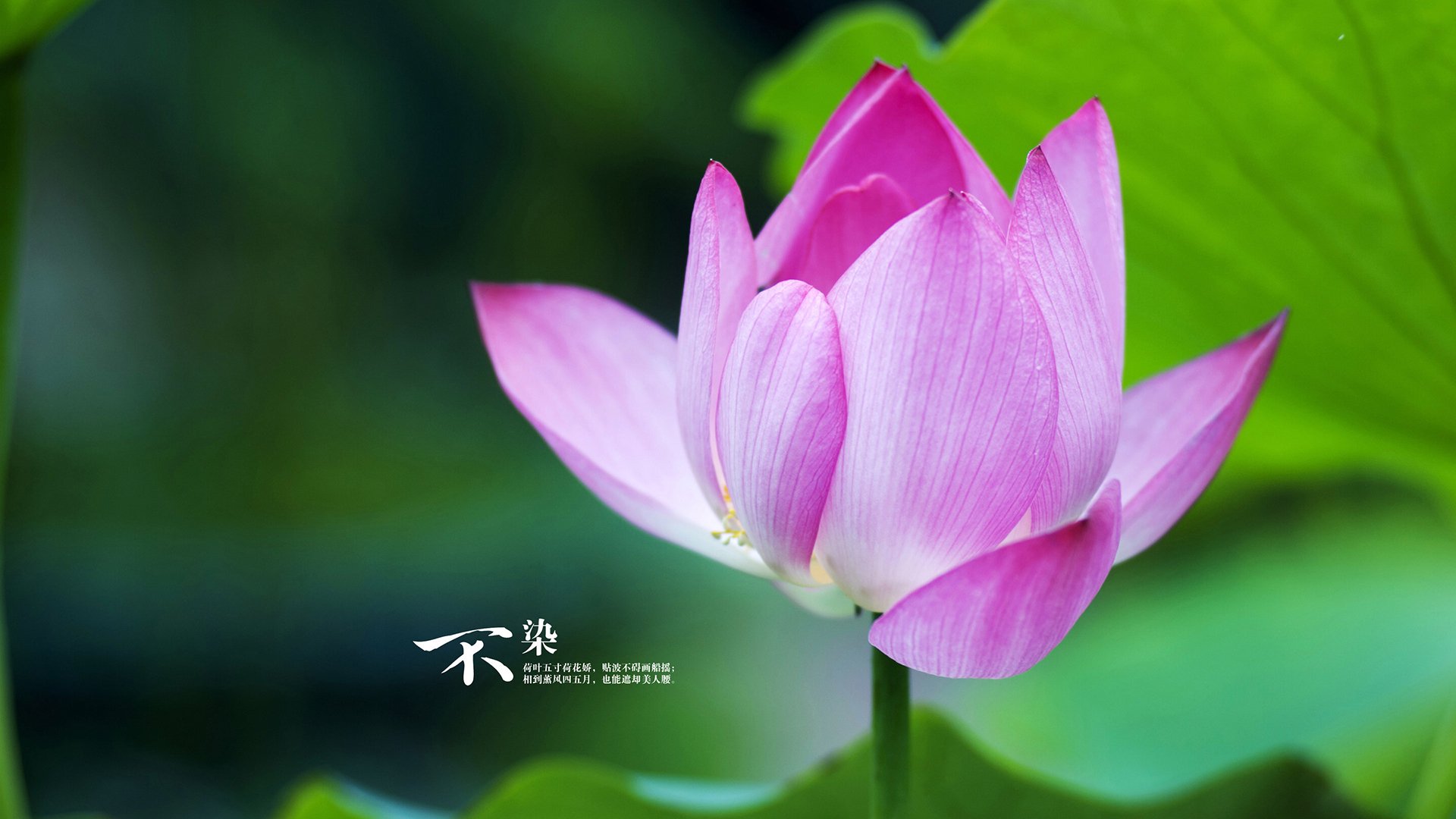 “明星对决——联盟Top5投手全场对垒,谁能笑到最后?”,明星对决综艺节目