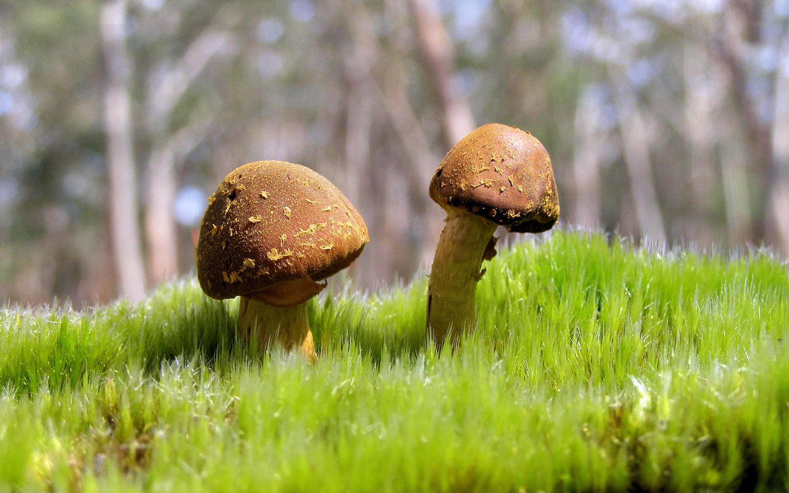 从小众到全球焦点：欧冠如何引爆世界足球热潮？，欧冠怎么样