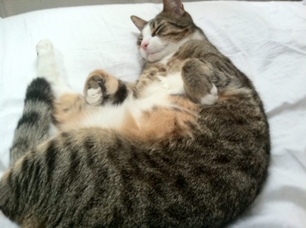 历史上的今日:足球场上的那些动人瞬间,足球场上的经典时刻