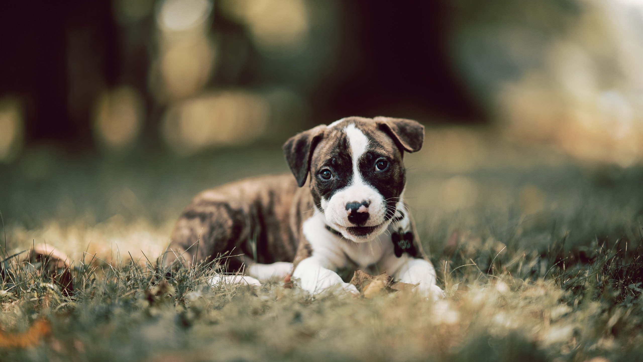 英雄联盟全球总决赛资格赛火热开启,战队争夺激烈,lol2021全球总决赛资格赛