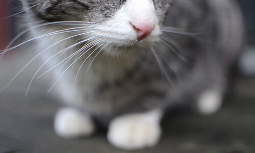 T1核心选手伤病恢复良好,lol核心