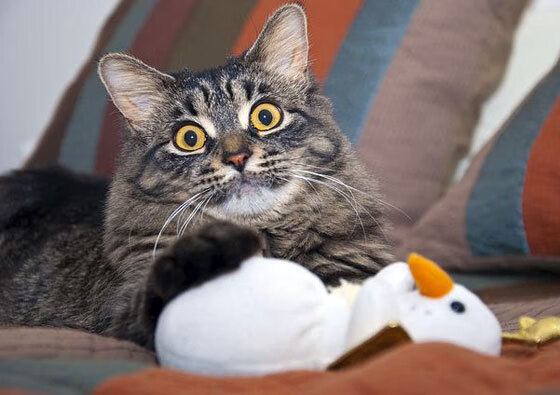 KAIYUNAPP-曼联主场小胜沃特福德，保住前四位置，曼联1_0沃特福德