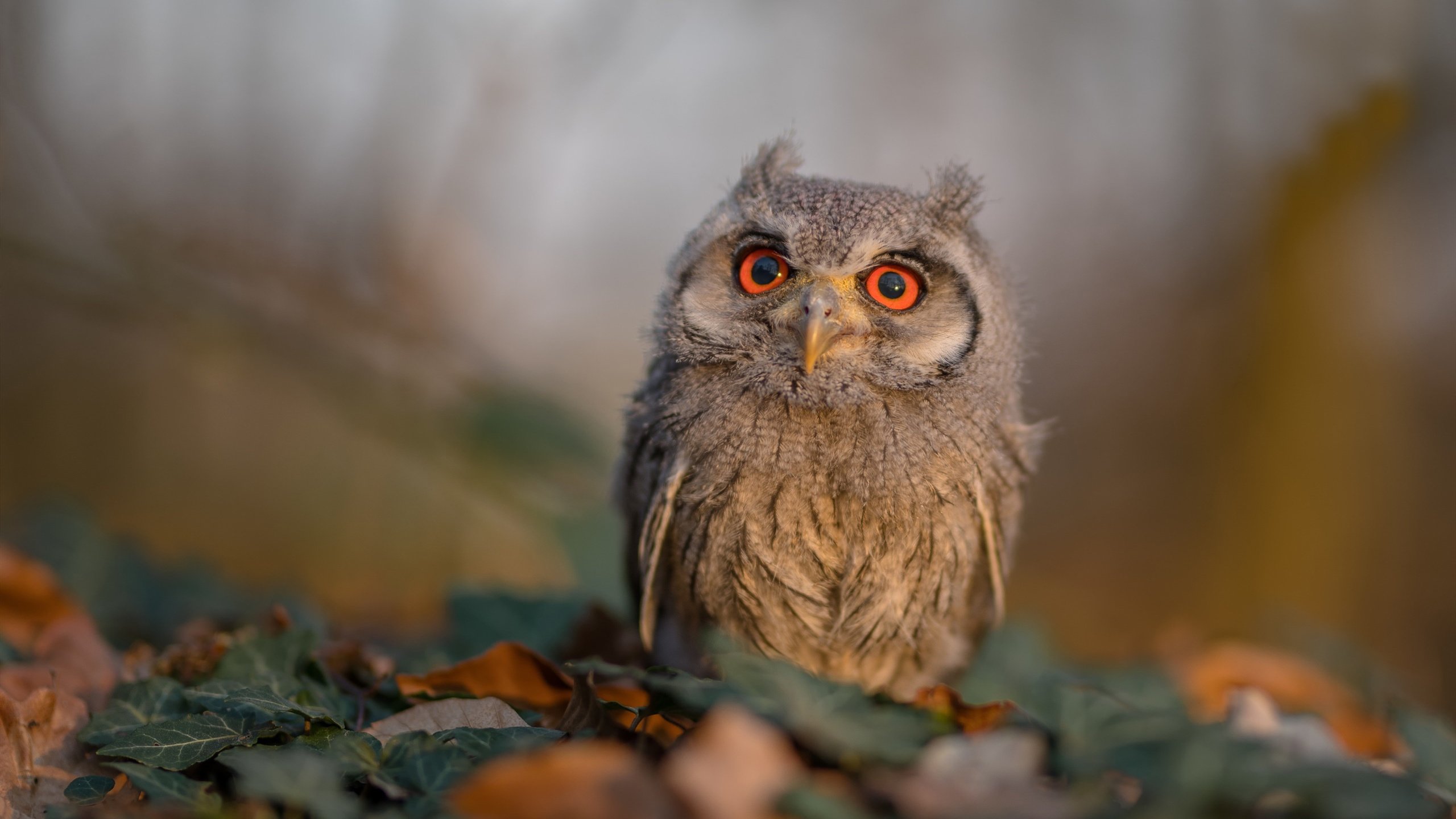 开云·体育官网APP下载-西班牙人主场小胜科尔多巴，勉强保级，西班牙人4连胜升至榜首