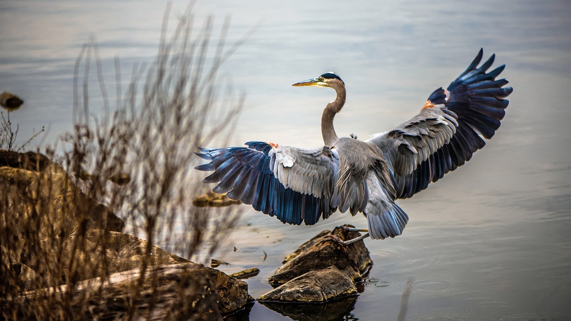 中国篮球职业联赛媒体传播策略及粉丝文化培养,篮球文化公司