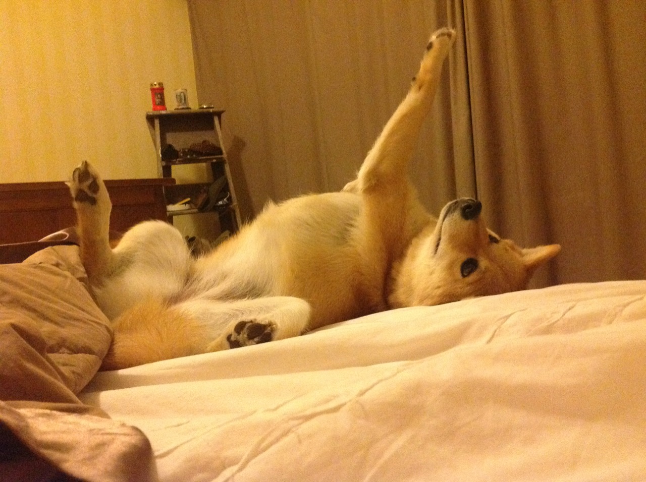 体育新闻中心联合高校共建体育融媒体实验室,体教融合新闻发布会