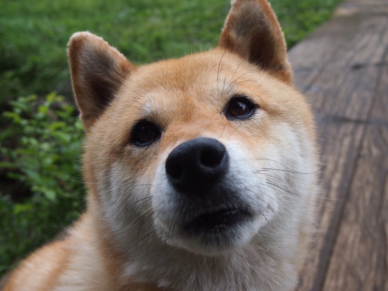 kaiyun登录入口-印度队在2024年混合团体世界杯的闪光时刻与心路历程，印度世界杯退赛