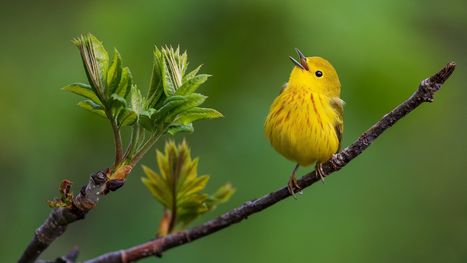 男子接力收官 美国再添一金,美国4×100男子接力赛