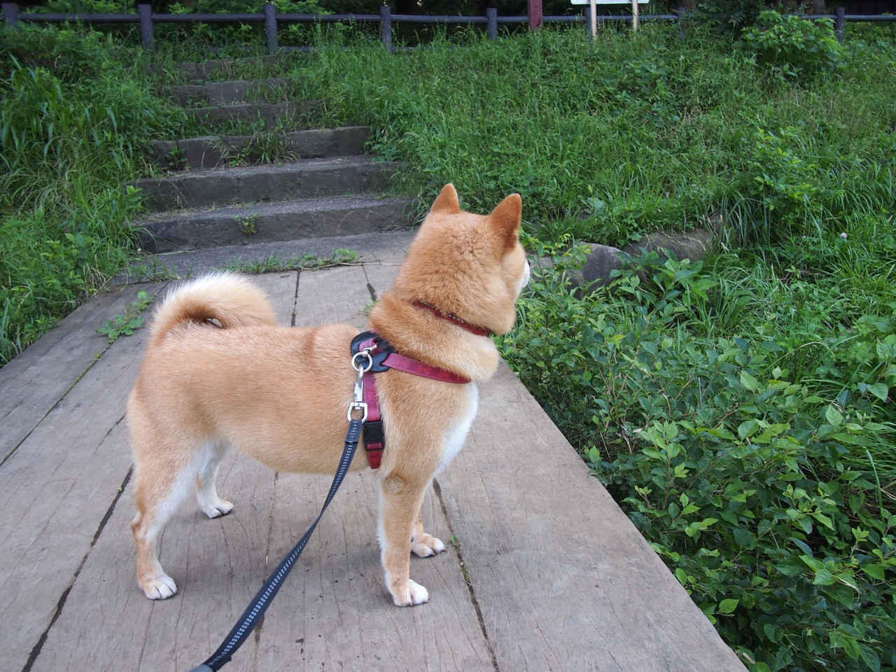 “美洲狮队在橄榄球冠军锦标赛中的关键胜利”