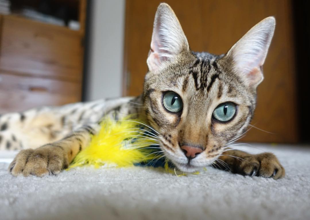 中国足球国家队加强多位置球员轮转制度,中国足球转会规定