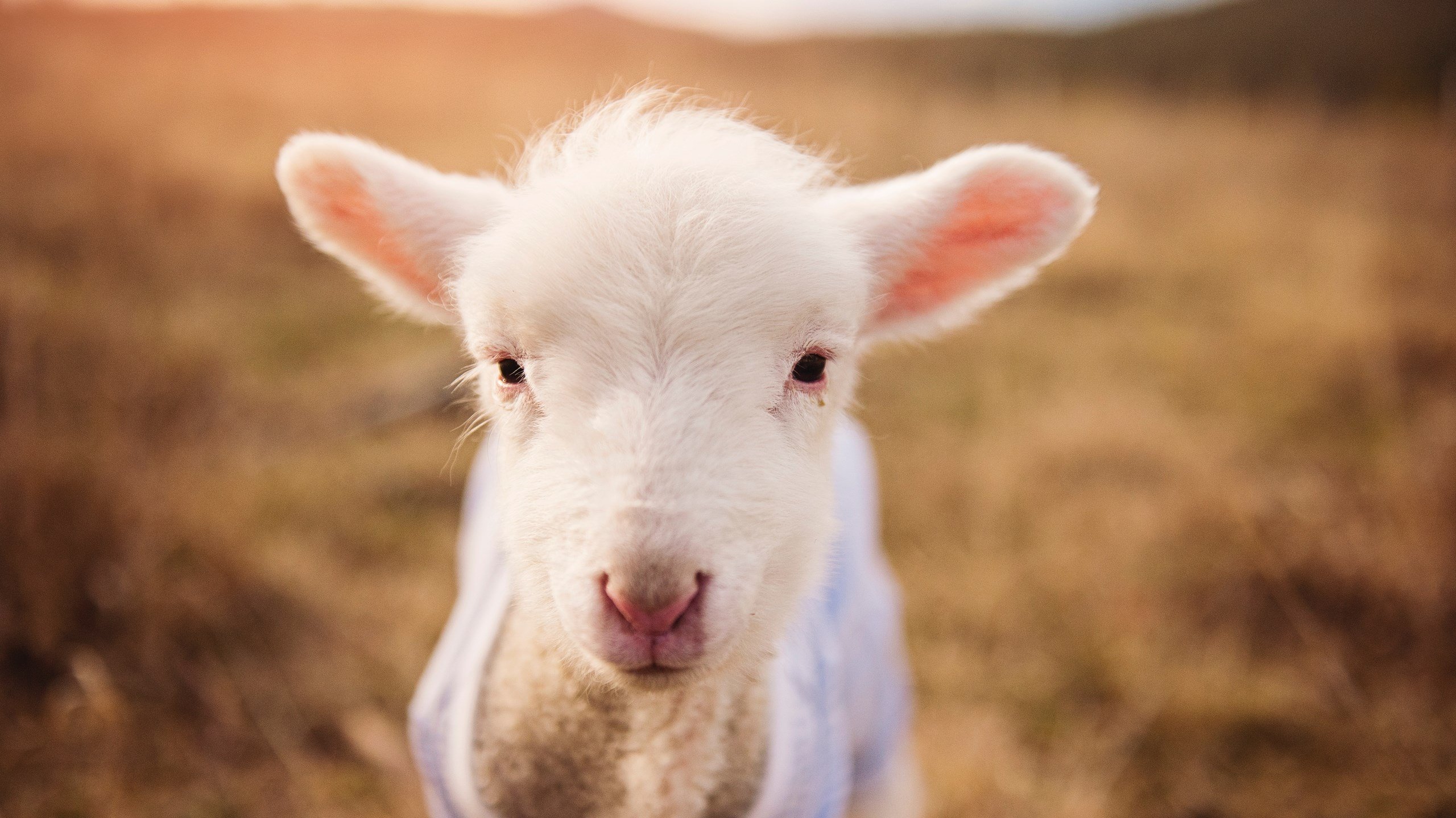 巴西青训不断升级,足球新星源源不断涌现