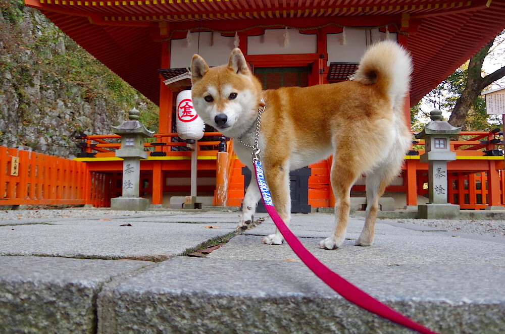 kaiyun开云·官方网站-朱婷逆风翻盘奥运会，朱婷逆转的比赛